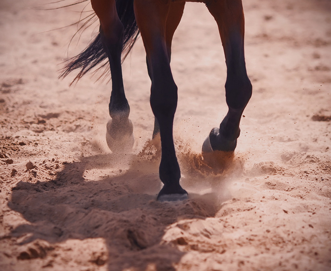 Actualité Tondu Avocat Blessures causées par un cheval et responsabilité du fait des animaux