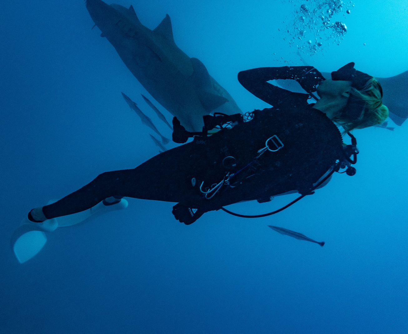Une jeune femme a été attaquée par un requin alors qu’elle participait à une sortie en mer, organisée par une guide de plongée.