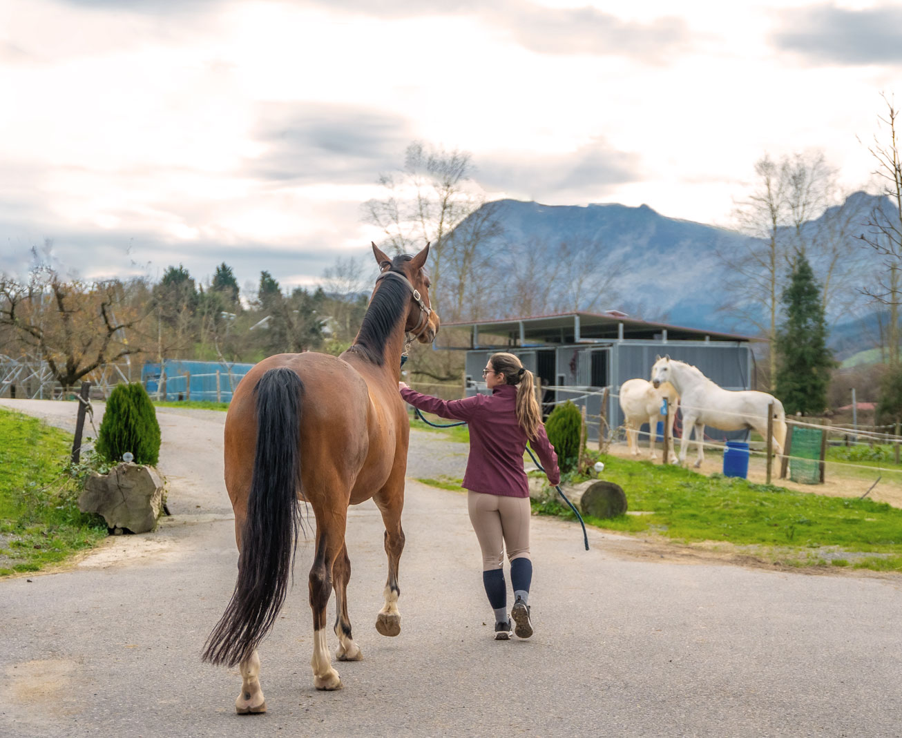 Responsabilité du propriétaire d’un cheval en cas de blessures causées par l’animal au cavalier le conduisant du box au paddock