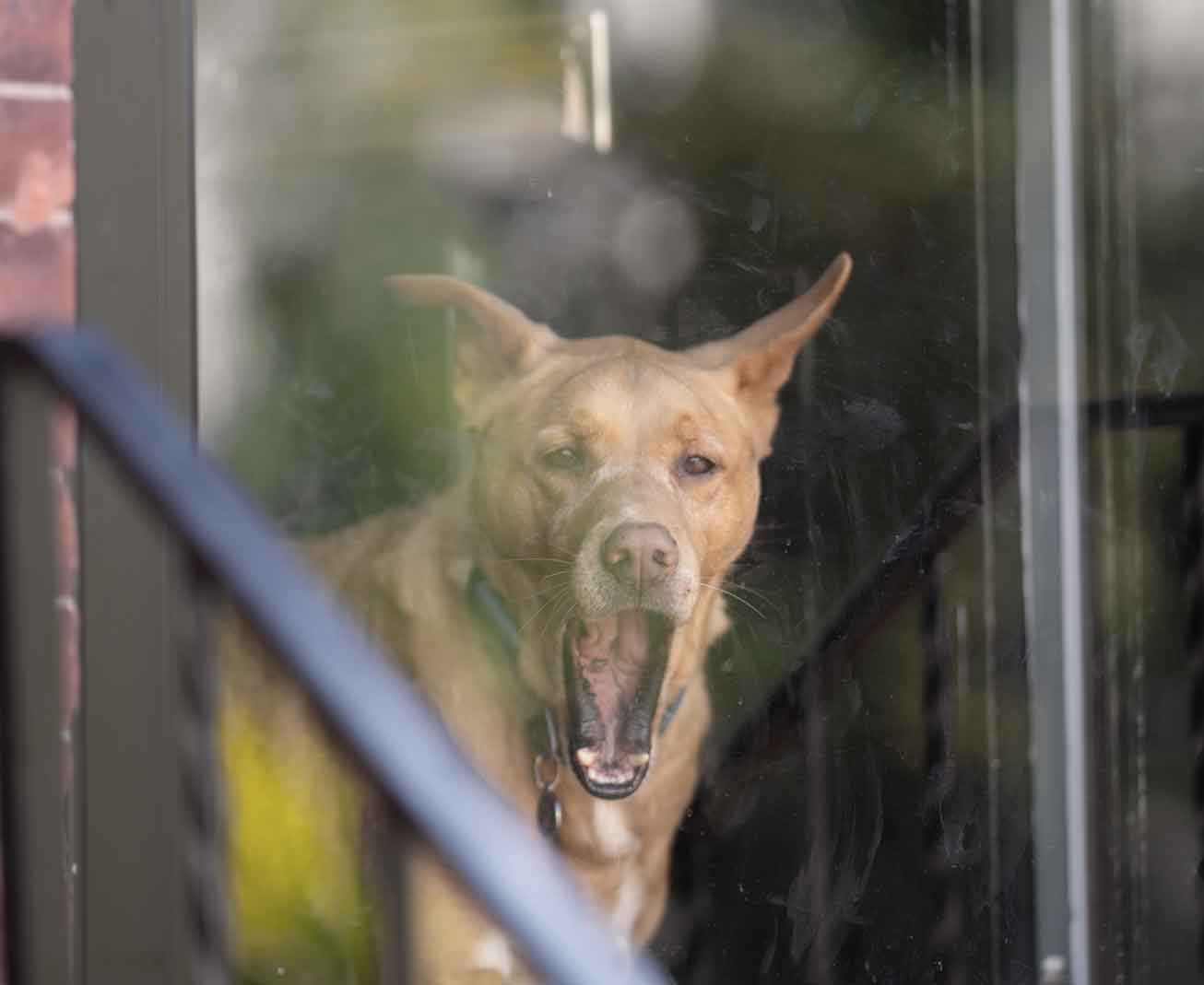 Victime d’une morsure de chien indemnisée devant la Commission d’Indemnisation des Victimes d’Infractions : la pension d’invalidité ne doit pas être déduite du déficit fonctionnel permanent